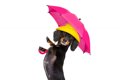 犬用の散歩傘は必要…の画像