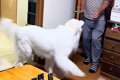 おじいちゃんが『超…の画像