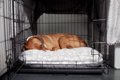 犬が『調子が悪い』…の画像