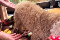 犬が亡くなる直前に…の画像