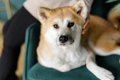 『人に忠実な犬種』5…の画像