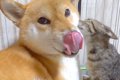 犬の寝床に『子猫が…の画像