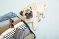 飼い主が外出する前…の画像