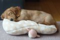 今だから言える！犬…の画像