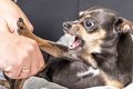 犬の咬傷事故予防の…の画像