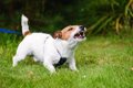 犬の尻尾がピーンと…の画像