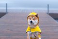 犬と雨の日に散歩へ…の画像