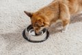 犬に『水分補給』を…の画像