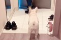『犬が玄関までお見…の画像