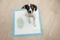犬が『何度もおしっ…の画像