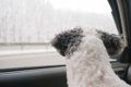 冬に『犬を車で留守…の画像