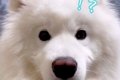 パパという単語がわ…の画像
