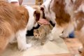 犬に『大好き！』と…の画像