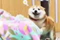 犬が『いるはずのな…の画像