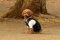 ドッグランで飼い主…の画像