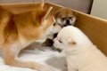 母犬が子犬を『教育…の画像