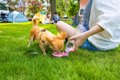 犬に絶対NGな『水の…の画像