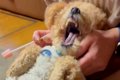 歯磨きが大嫌いな犬→…の画像