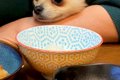 ご飯を食べている最…の画像