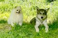 同じ大きさだった『…の画像