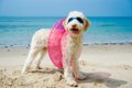 夏は愛犬と一緒に海…の画像