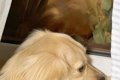 犬が『窓から外を眺…の画像
