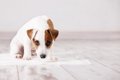 犬の『体調不良』は…の画像