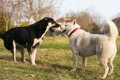 先住犬と二匹目の犬…の画像