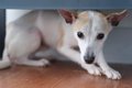 犬が『パニック』に…の画像