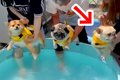 プールで３匹の犬が…の画像