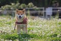 犬と公園を楽しむた…の画像