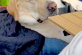 キャンプに来た大型…の画像