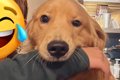 お母さんが大型犬と…の画像