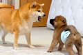 いつもは心優しい犬→…の画像
