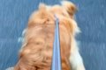 散歩中に大型犬を撫…の画像