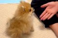 手のひらサイズの赤…の画像