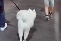 大型犬と夜の散歩中…の画像