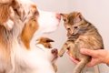 母が子猫を連れて遊…の画像