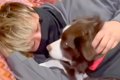 犬が『飼い主を好き…の画像