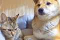 犬の部屋に『猫が潜…の画像