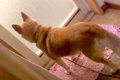 『飼い主がお風呂か…の画像