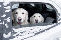 冬なら車で犬を留守…の画像