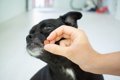 『頑固な犬』の特徴…の画像