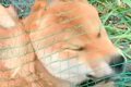 庭で遊んでいたはず…の画像