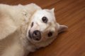 犬がやりがちな『マ…の画像