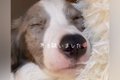 『気になっていた犬…の画像