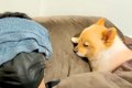 犬の飼い主が『高熱…の画像