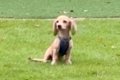 子犬がドッグランで…の画像