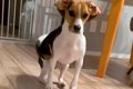 ご飯前、犬に『待て…の画像