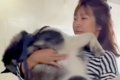 朝、大型犬とお散歩→…の画像